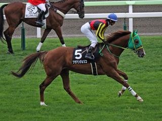 �ե饢�󥸥��ꥳ